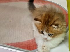 -青奢宠物·青奢猫舍