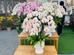 -上海鲜花港