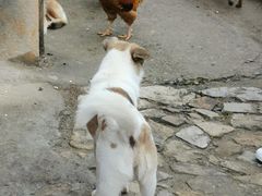 -杨家堂村