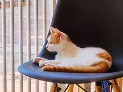 -平行世界·猫咖(首经贸店)