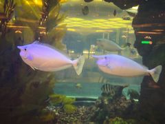 -碧桂园凤凰城酒店(南京店)