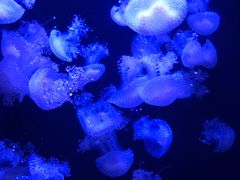 -成都浩海立方海洋公园