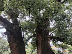 -杨家堂村