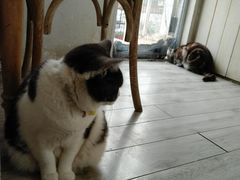 -海边的猫和咖啡馆