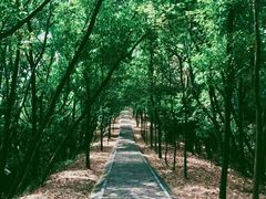 -大屏嶂森林公园