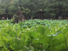 -四川大学(望江校区)