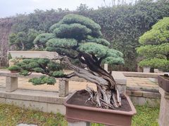 -拙政园