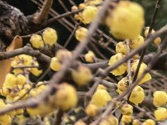 -上海锦江汤臣洲际大酒店壹阶层