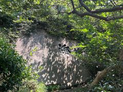 景点-青岛崂山太清宫