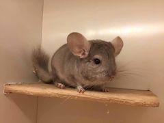 -龙猫仔乐园(惠福东路店)