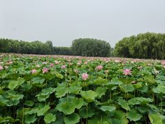 -东郊湿地公园