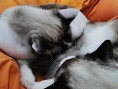 -南京Hallo宠物乐园·哈罗犬舍·柴犬繁育基地