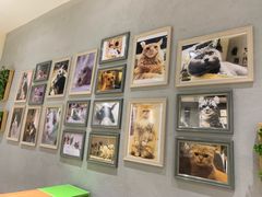 -藏猫猫咖啡主题馆(中央大道店)