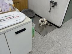 -四月宠物医院·猫专科·心脏专科·内科(转塘店)