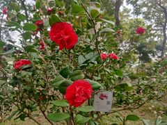 -深圳国际园林花卉博览园