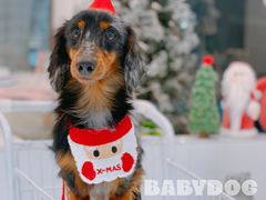 -BABYDOG宝贝狗宠物乐园(欧洲城店)