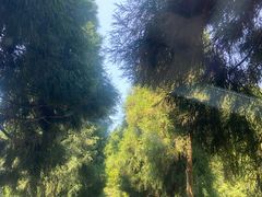 -武陵山森林公园