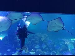 -重庆欢乐海底世界
