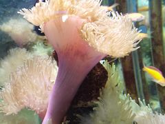 -太平洋海底世界