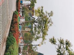 -荷兰花海