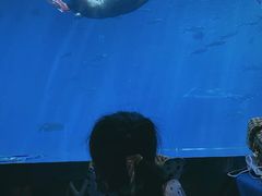 -瑞德姆美人鱼海底演艺主题餐厅(亚龙湾店)