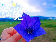 -敕勒川草原