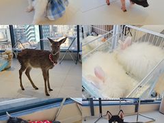 -怪兽屋·羊驼·猫咖·狗咖(俊华广场店)