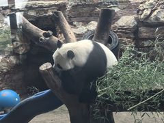 -石家庄市动物园