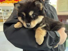 -顺强宠物诊所·狂犬免疫·夜诊·骨科(嘉定店)