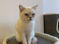 -猫腻·猫咖·撸猫馆(星光大道店)