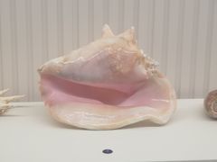 -青岛贝壳博物馆