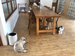 -猫小主咖啡·猫咖cat cafe(福田店)