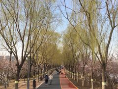 -大兴滨河森林公园