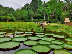 -中国科学院西双版纳热带植物园