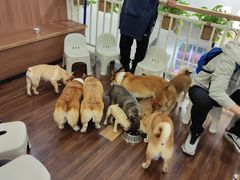 -柯斗斗主题餐厅·狗咖·围炉煮茶·茶饮(国瑞升平里店)