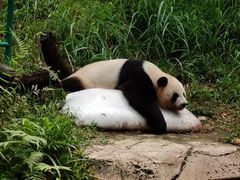 -广州长隆野生动物世界