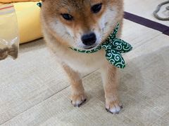 -逗柴咖啡屋·狗咖猫咖宠物桌游