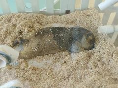 -怪兽屋·羊驼·猫咖·狗咖(俊华广场店)