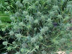 爱情果-谷莠子花艺气球派对·绿植造景·花艺沙龙(东海缤纷天地店)