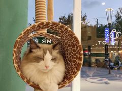 -飞行喵MR PILOT|猫舍·猫咖(静安大融城店)