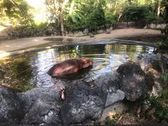 -清迈夜间动物园