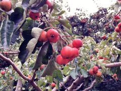 -华豫川酒家(双子塔店)
