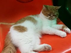 -猫咪博物馆(顶澳仔猫街店)