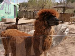 -鄂尔多斯野生动物园