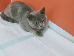 -瑞派福兴宠物医院犬猫全科·骨科·中西医结合(河东店)