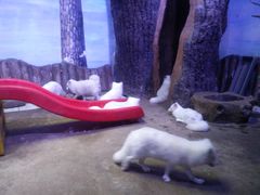 -芜湖新华联大白鲸海洋公园