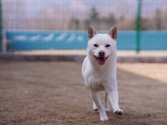 -趣玩宠物乐园寄养训犬训狗游泳池
