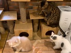 -more than meow吴止猫主题餐厅(承德 中船汇店)