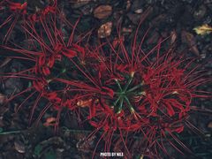 -上海滨江森林公园