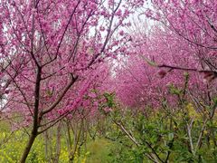 -南汇桃花村